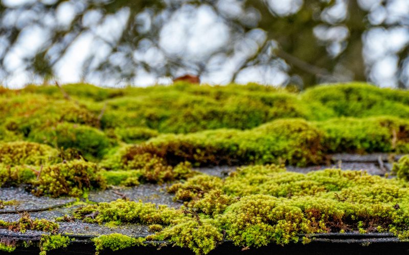 Mossy Roof